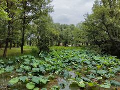 -西溪国家湿地公园