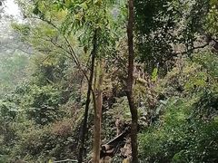 -莫里热带雨林景区