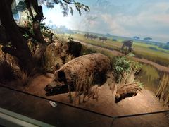 -陕西自然博物馆