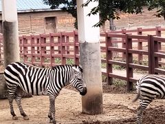 -石家庄市动物园