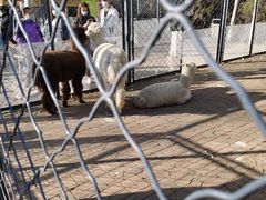 -长白岛森林公园