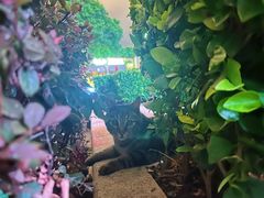 -宝莱纳餐厅(滨江店)