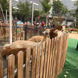 -萌宠亲子动物乐园(槐房万达店)