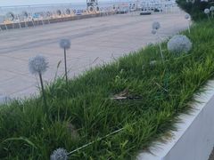 -日照海滨国家森林公园