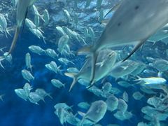 -上海海洋水族馆