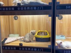 -欣宠猫屋·矮脚拿破仑·蓝金金渐层