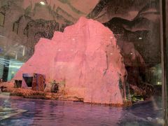 -帝企鹅自助餐厅•儿童岛•真企鹅(长隆企鹅酒店)