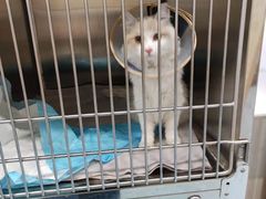 -萌兽医馆·犬猫专科·眼科中心·宠物医院(朝阳门分院)