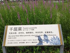 -白洋淀景区