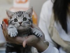 -lincat·猫舍(广州店)