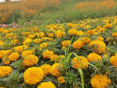 -紫颐香薰山谷景区