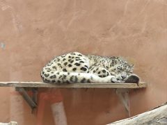 -青藏高原野生动物园