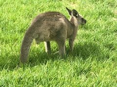 -可伦宾野生动物保护区