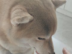 -中农国际动物医院24小时·猫科·骨科·急重症中心