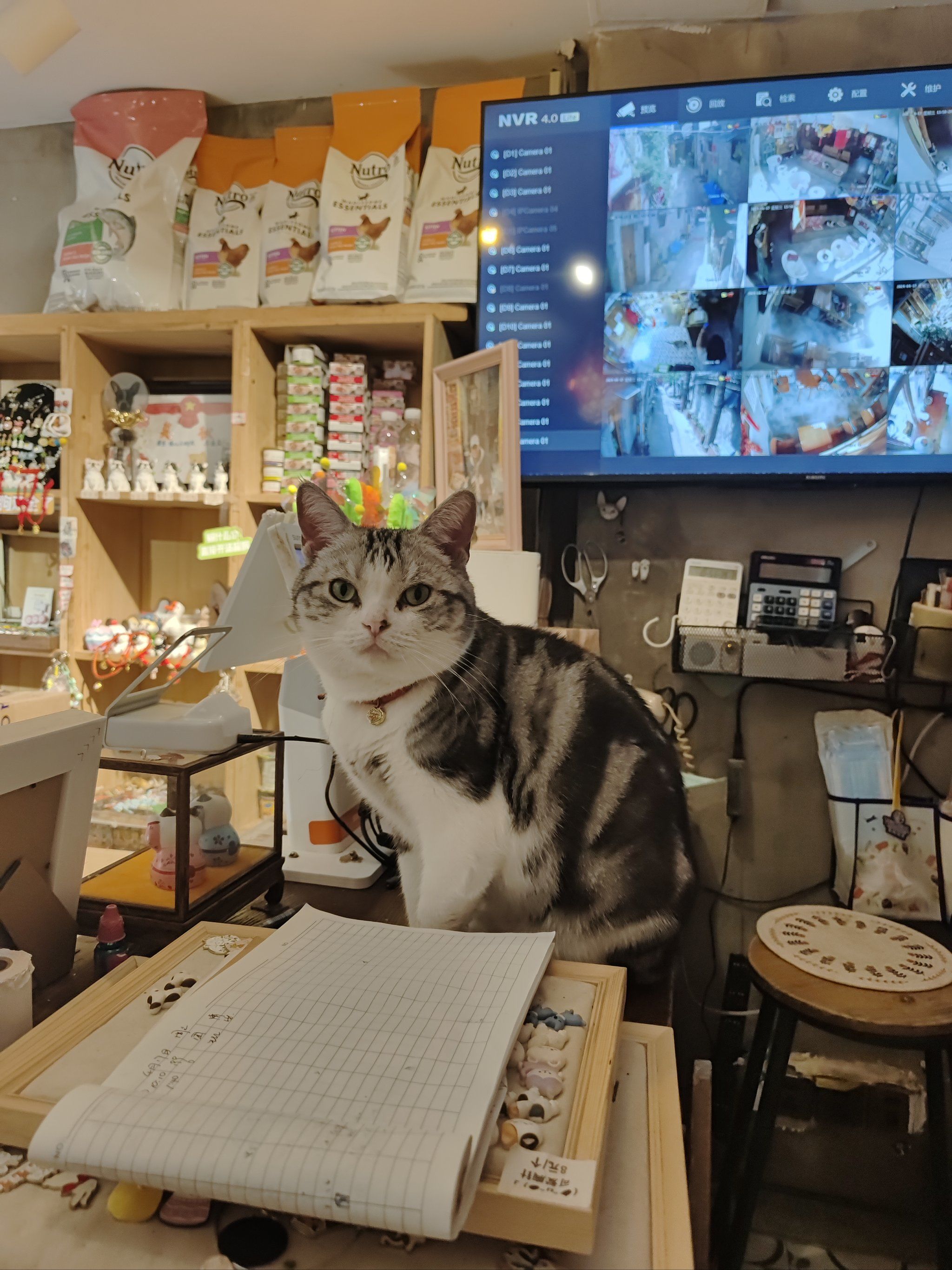 猫咖兼职工资找兼职须知