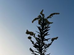 -大塘金香草谷