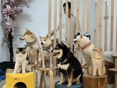 -柴迷FANS CLUB·柴犬狗咖·猫咖