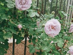 -北京大学燕东园