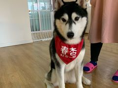 -Husky Go! 哈士奇体验馆·宠物咖啡厅狗咖