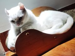 -有猫主题·治愈系猫咖(曾厝垵店)