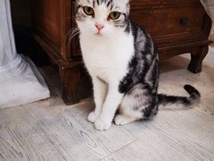 -共舞时光猫咖·狗咖(新街口店)