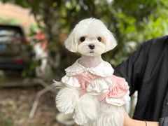 -鑫艺宠物美容培训学校