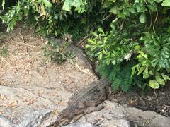 -清迈夜间动物园