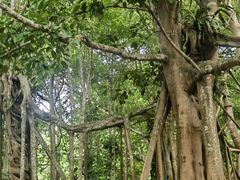 -中国科学院西双版纳热带植物园