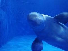 -多彩贵州城极地海洋世界