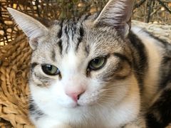 -飞行喵MR PILOT|猫舍·猫咖(静安大融城店)
