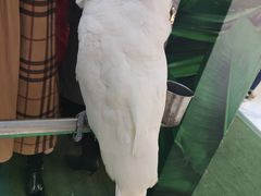 -比尔森韩式烤肉自助(国商店)