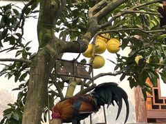 -青城甲(青城山店)