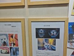 -半岛宠物医院24小时·内窥镜·牙科·碎石中心(府城大道店)