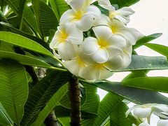 -荔湾湖公园