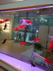 鲤鱼打挺-痘庄科学祛痘国际连锁机构