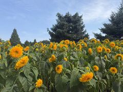 -北陵公园