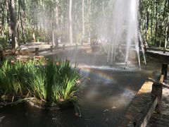 -合肥滨湖国家森林公园