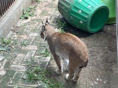 -青藏高原野生动物园