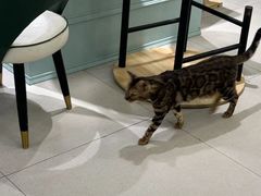 -安格丽娜·狗咖·猫咖羊驼咖(春熙路百盛商场店)