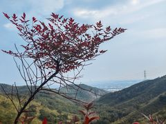 -东明山森林公园