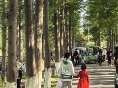 -黄海国家森林公园