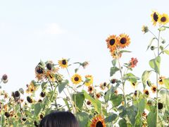 -映月湖中央公园