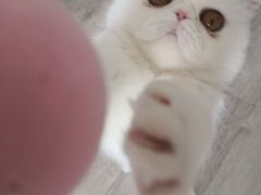 -喜多萌中农锦绣动物医院24H·猫科·牙科MRI·CT