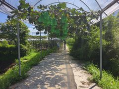 -嘉北郊野公园