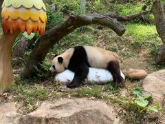 -广州长隆野生动物世界