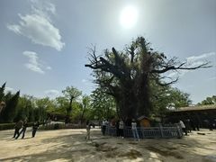 -大槐树寻根祭祖园