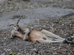 -清迈夜间动物园