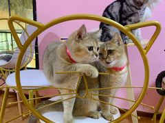 -李小姐の猫咖啡馆(五角场店)