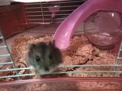 -龟与熊猫宠物公园(南坪店)