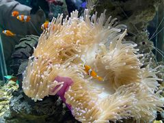 -太平洋海底世界